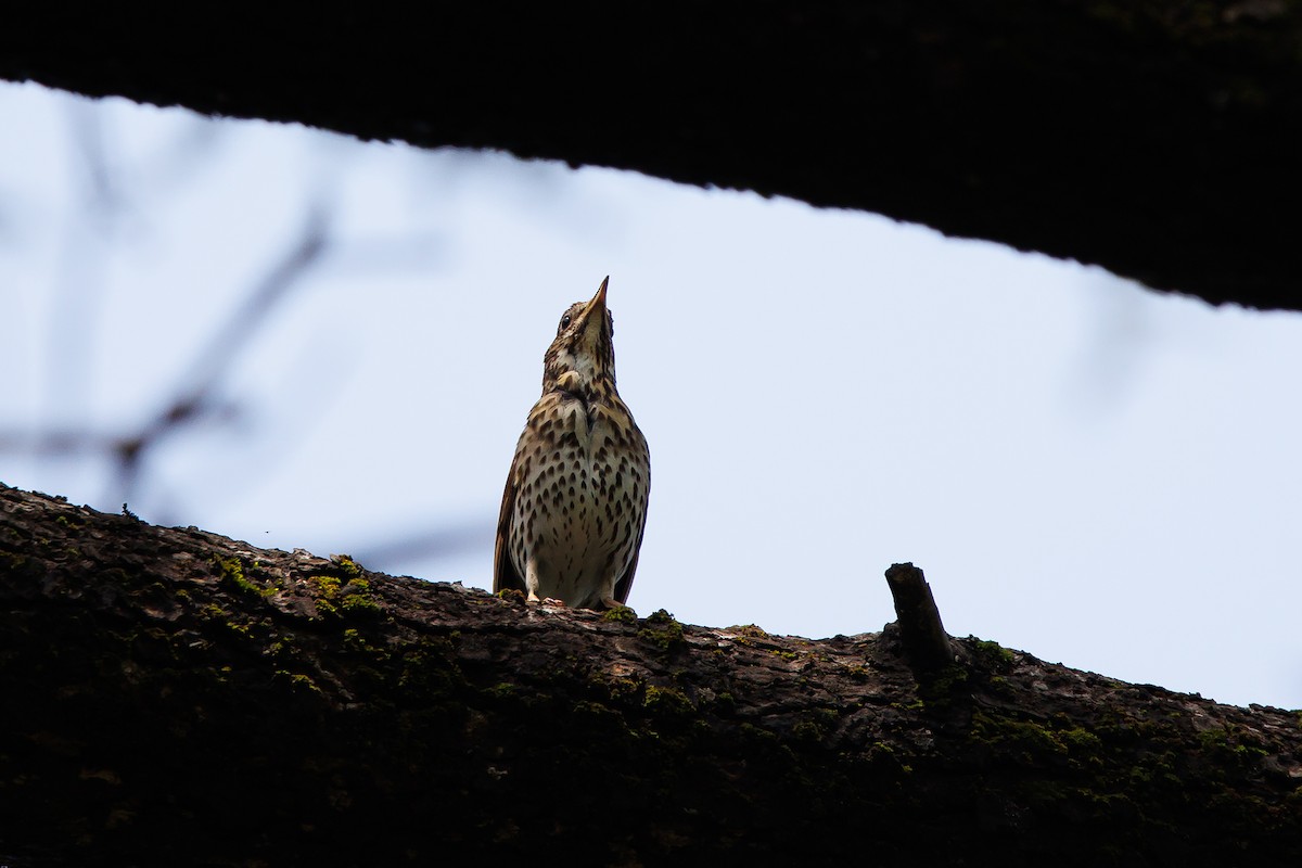 Song Thrush - ML619732260