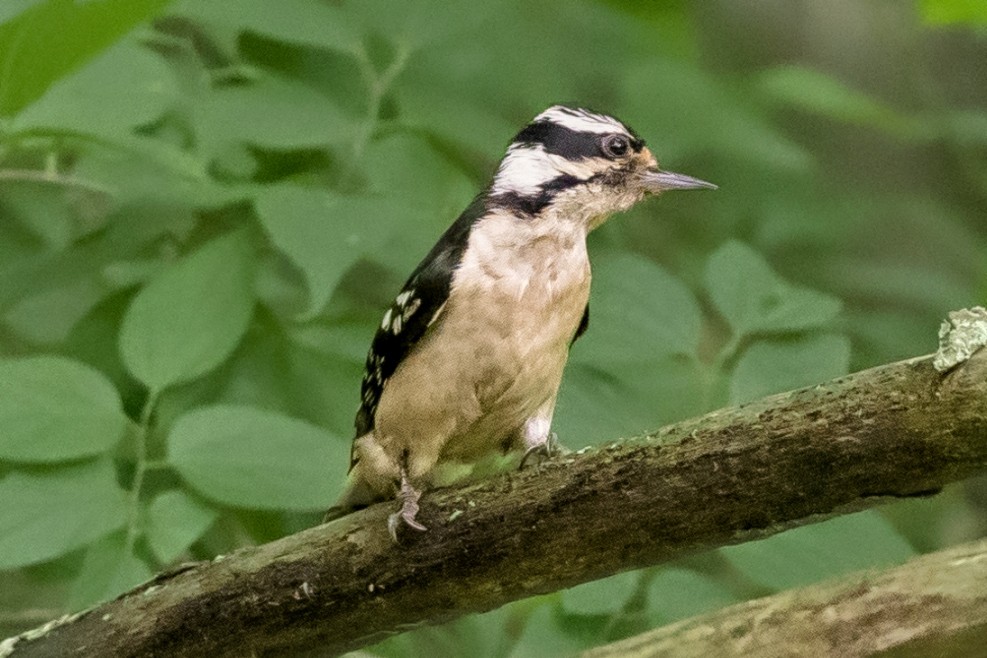 Hairy Woodpecker - ML619732267