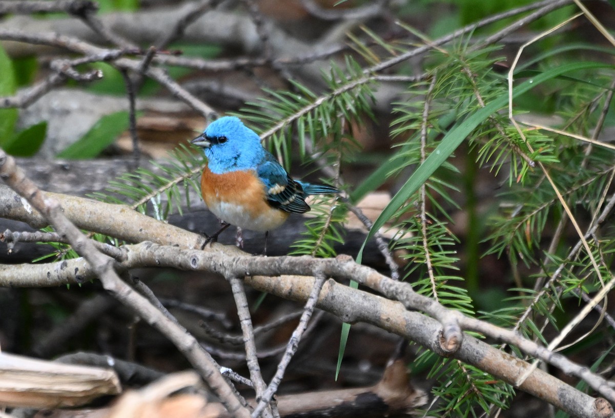 Lazuli Bunting - ML619732279