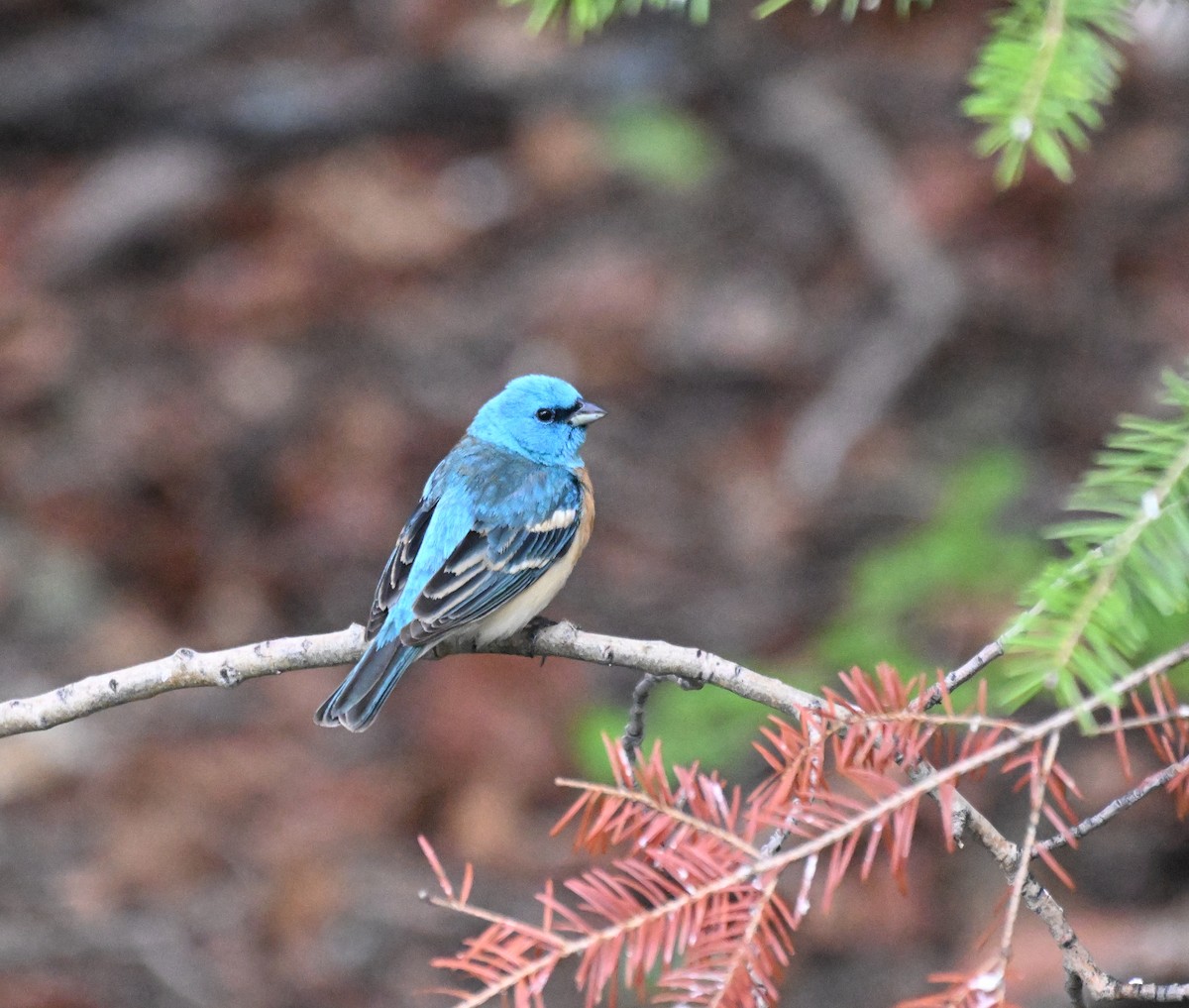 Lazuli Bunting - ML619732285