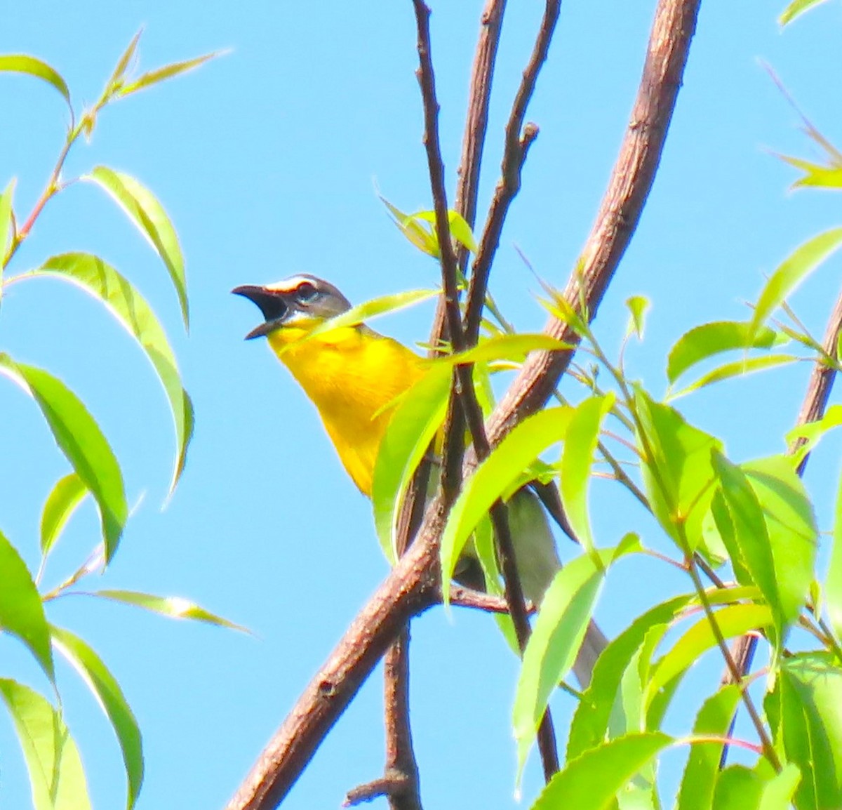 Yellow-breasted Chat - ML619732288
