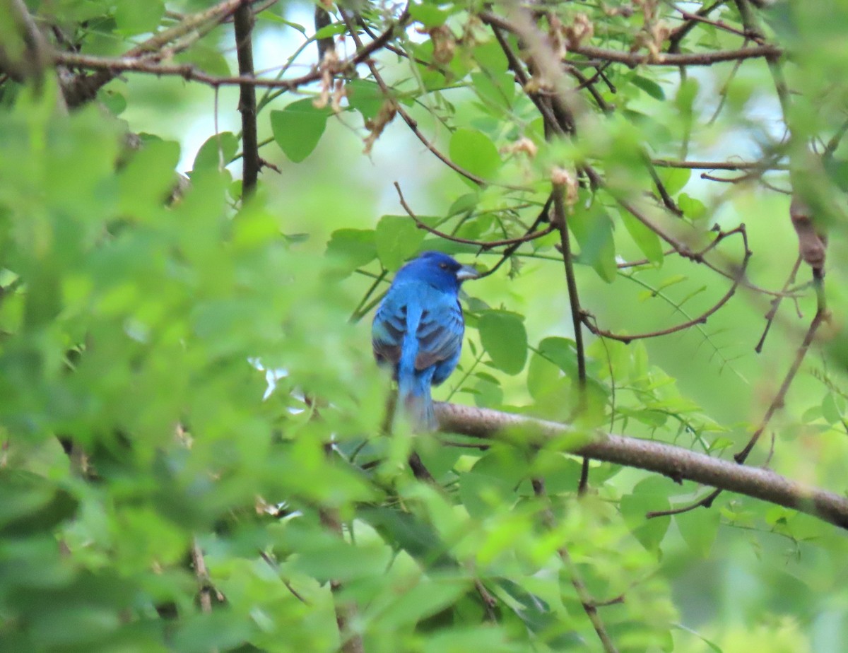 Indigo Bunting - ML619732299