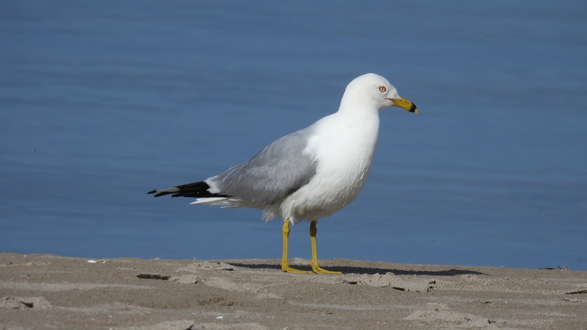 Ring-billed Gull - ML619732328