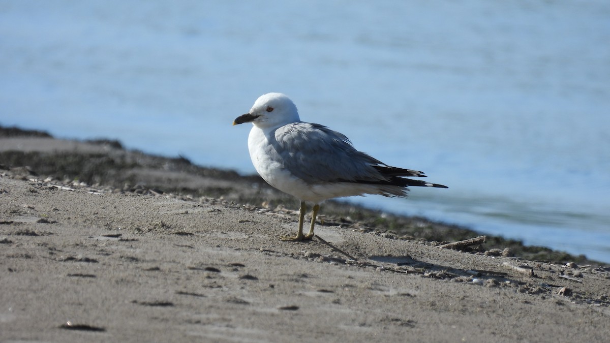 Ring-billed Gull - ML619732329