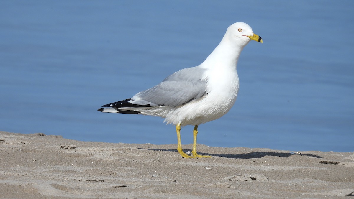 Ring-billed Gull - ML619732330