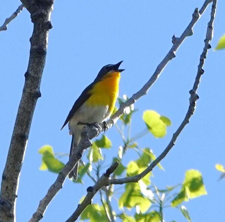 Yellow-breasted Chat - ML619732359