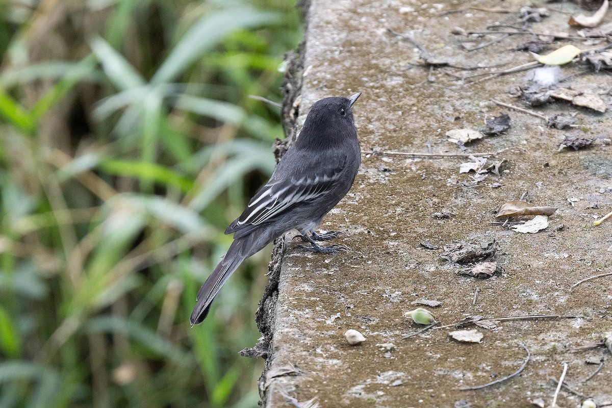 Black Phoebe (White-winged) - ML619732363