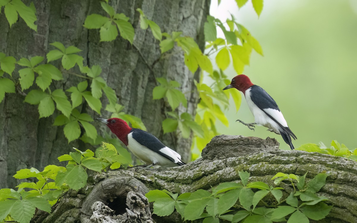 Red-headed Woodpecker - ML619732369