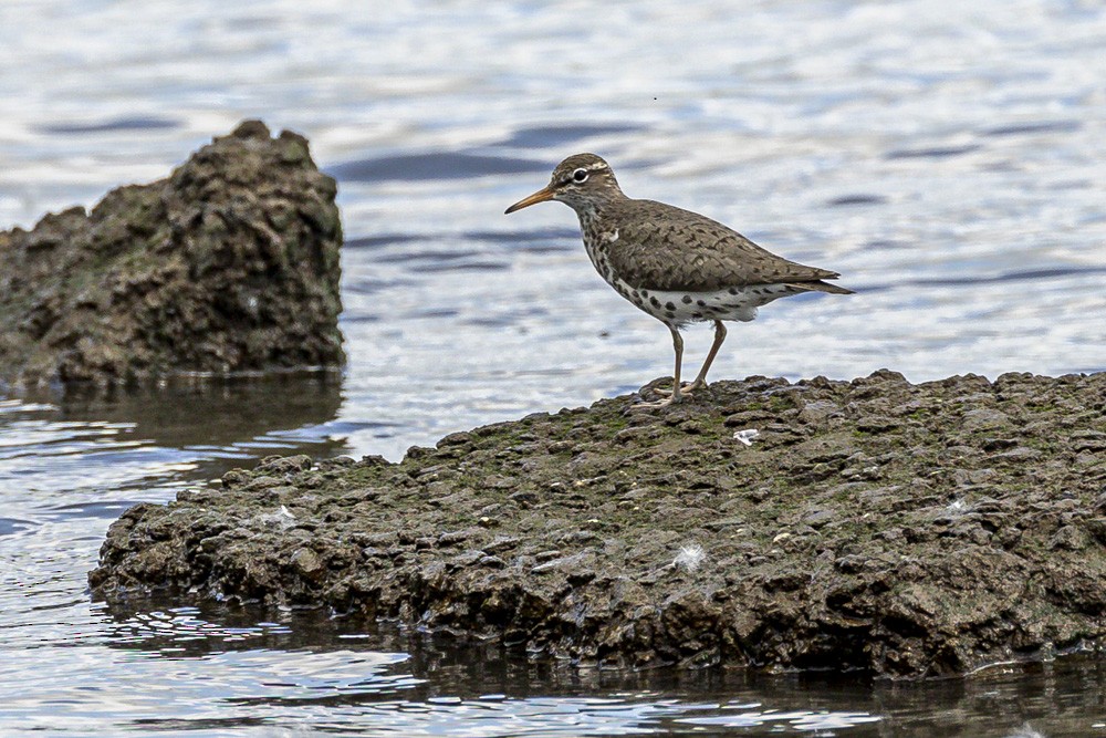 Spotted Sandpiper - ML619732372