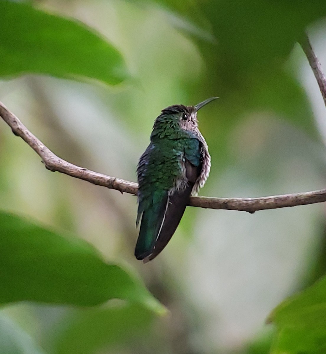 White-necked Jacobin - ML619732386