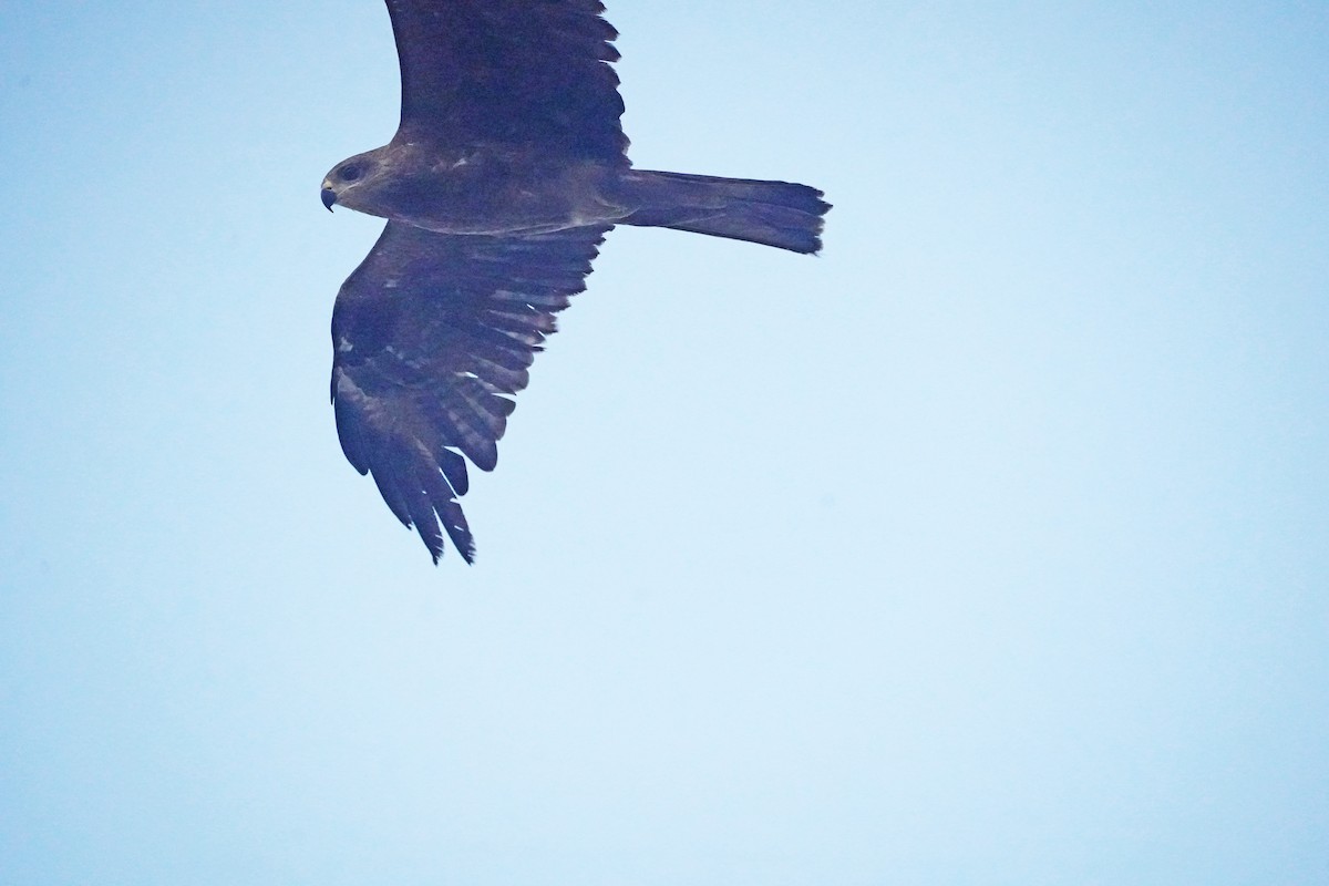 Águila Calzada - ML619732406