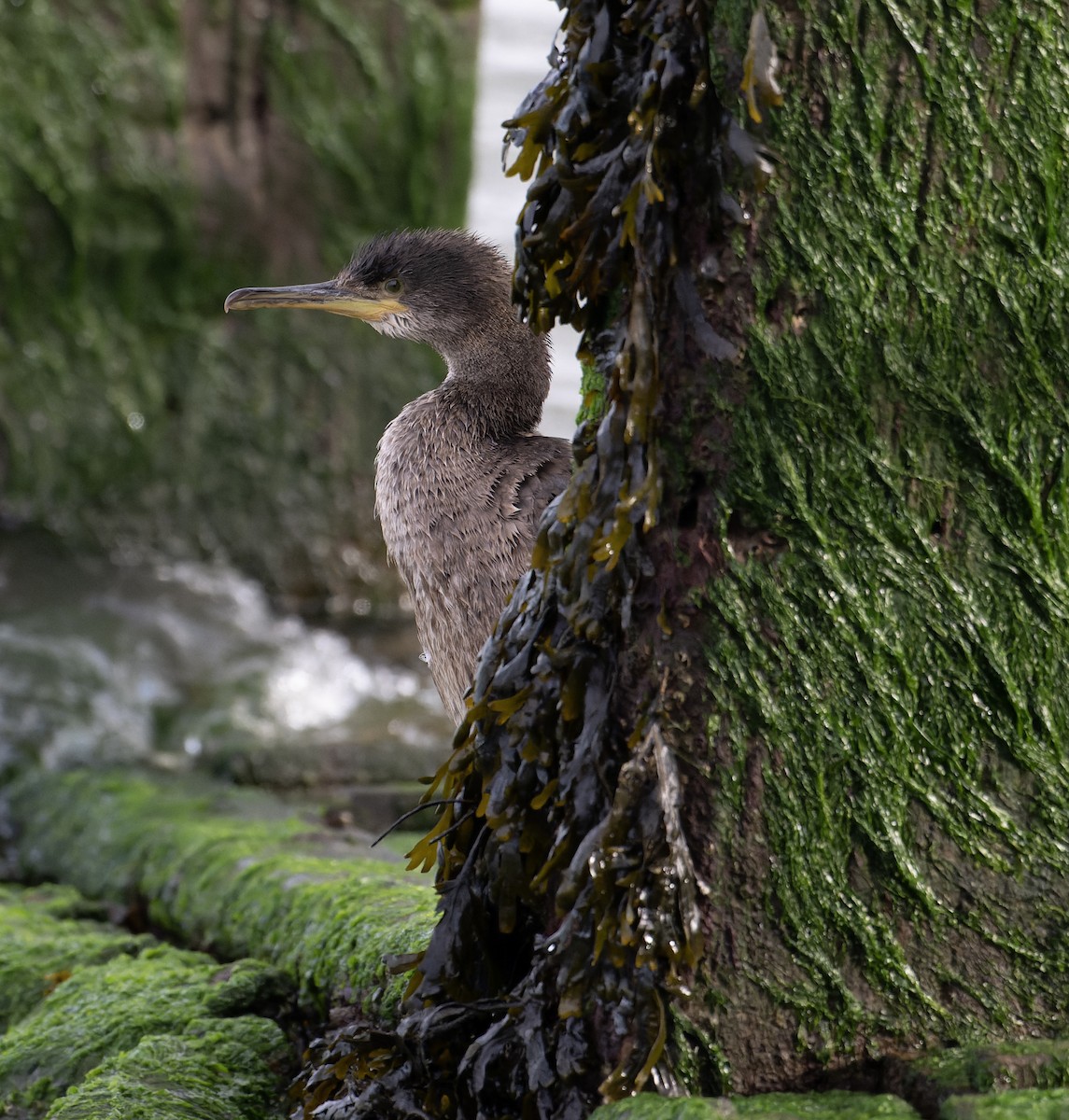 European Shag (Atlantic) - ML619732437