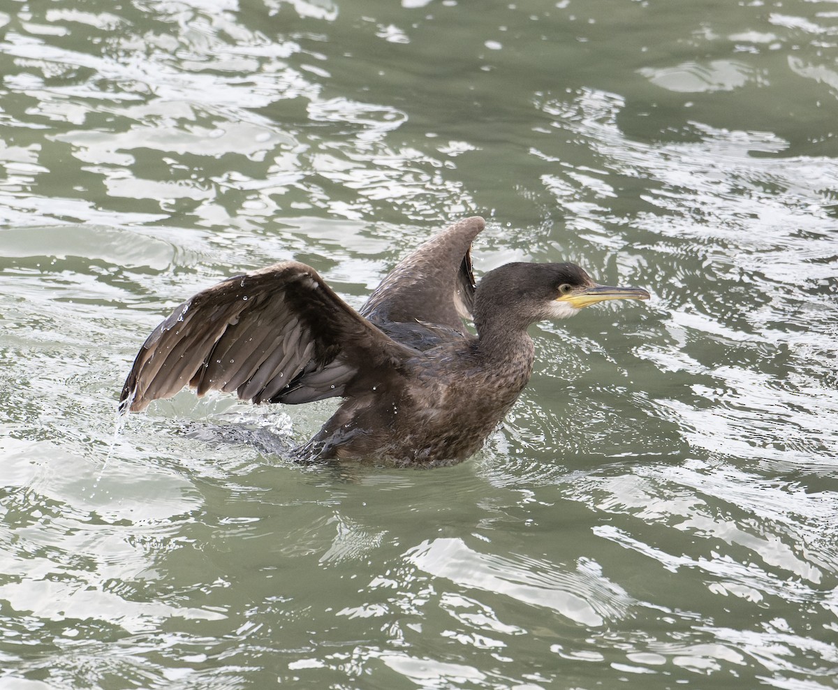 European Shag (Atlantic) - ML619732439