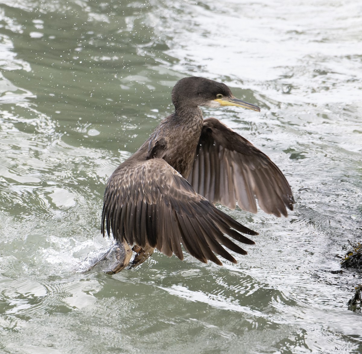 European Shag (Atlantic) - ML619732443