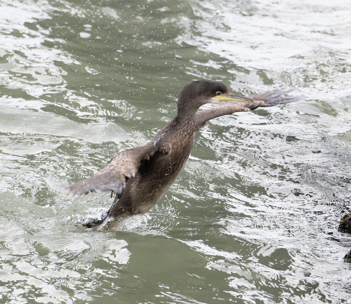 European Shag (Atlantic) - ML619732444