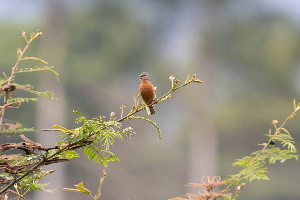 Ruddy-breasted Seedeater - ML619732456