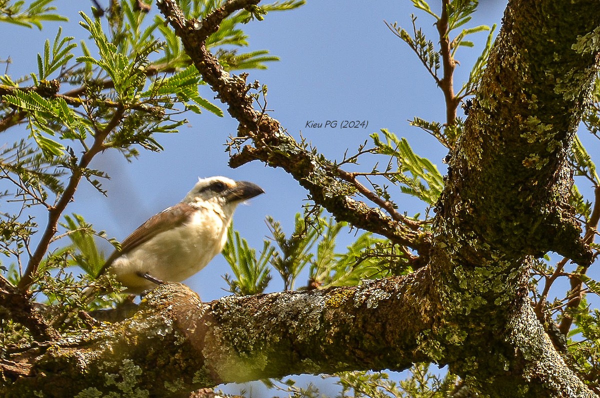 Ak Başlı Barbet - ML619732483