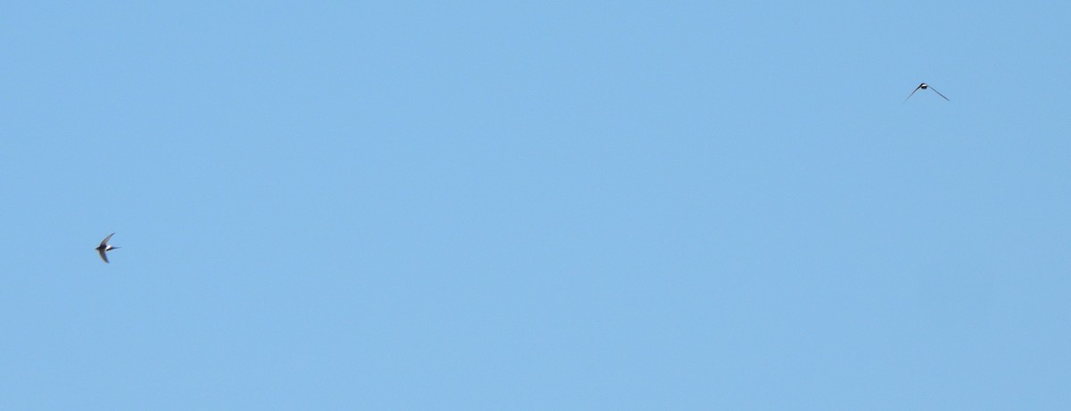 アフリカコシジロアマツバメ - ML619732500