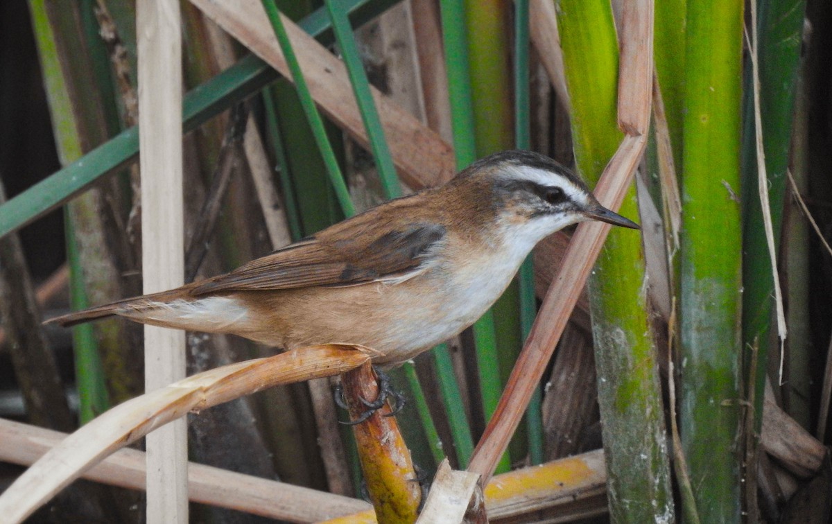 Moustached Warbler - ML619732508