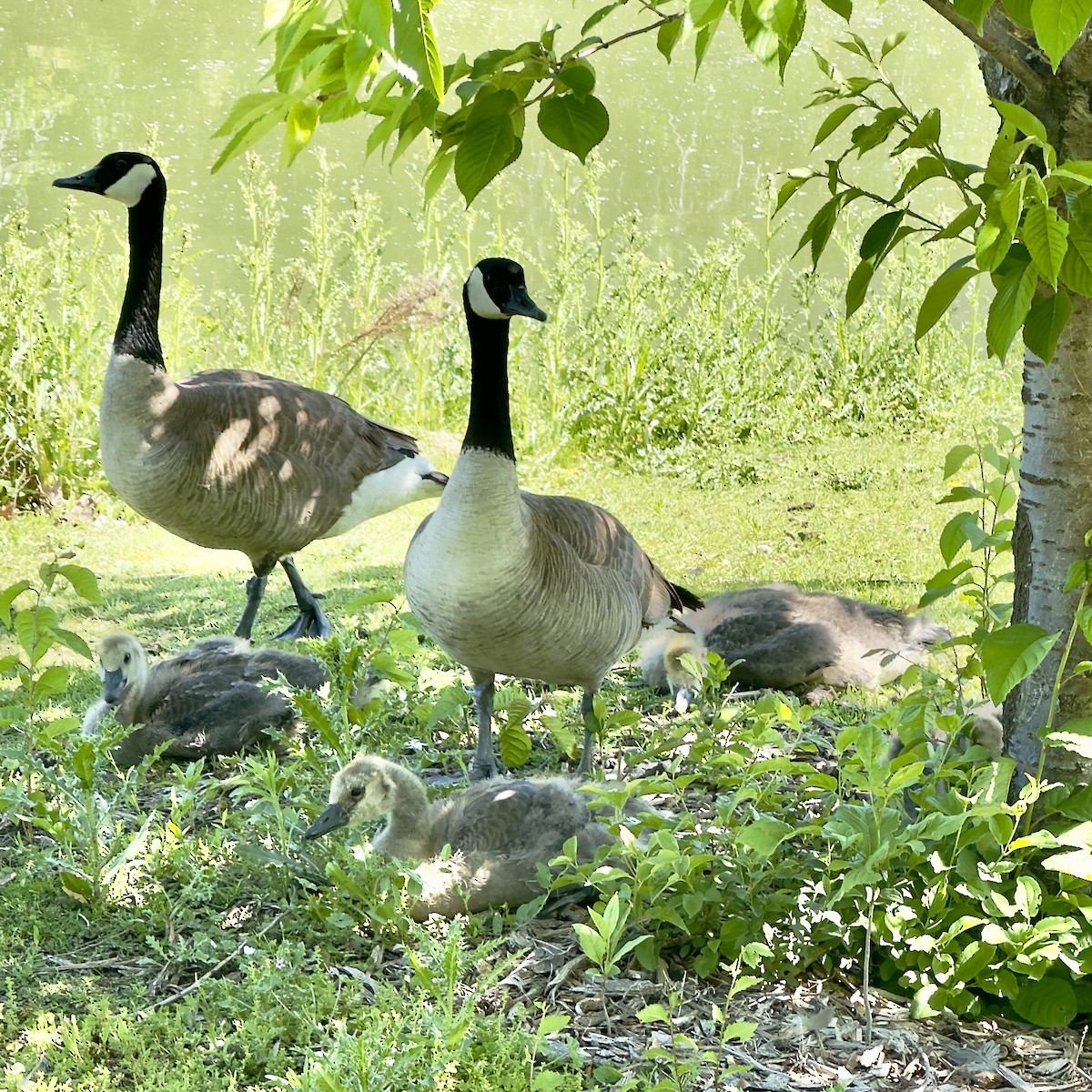 Canada Goose - ML619732559