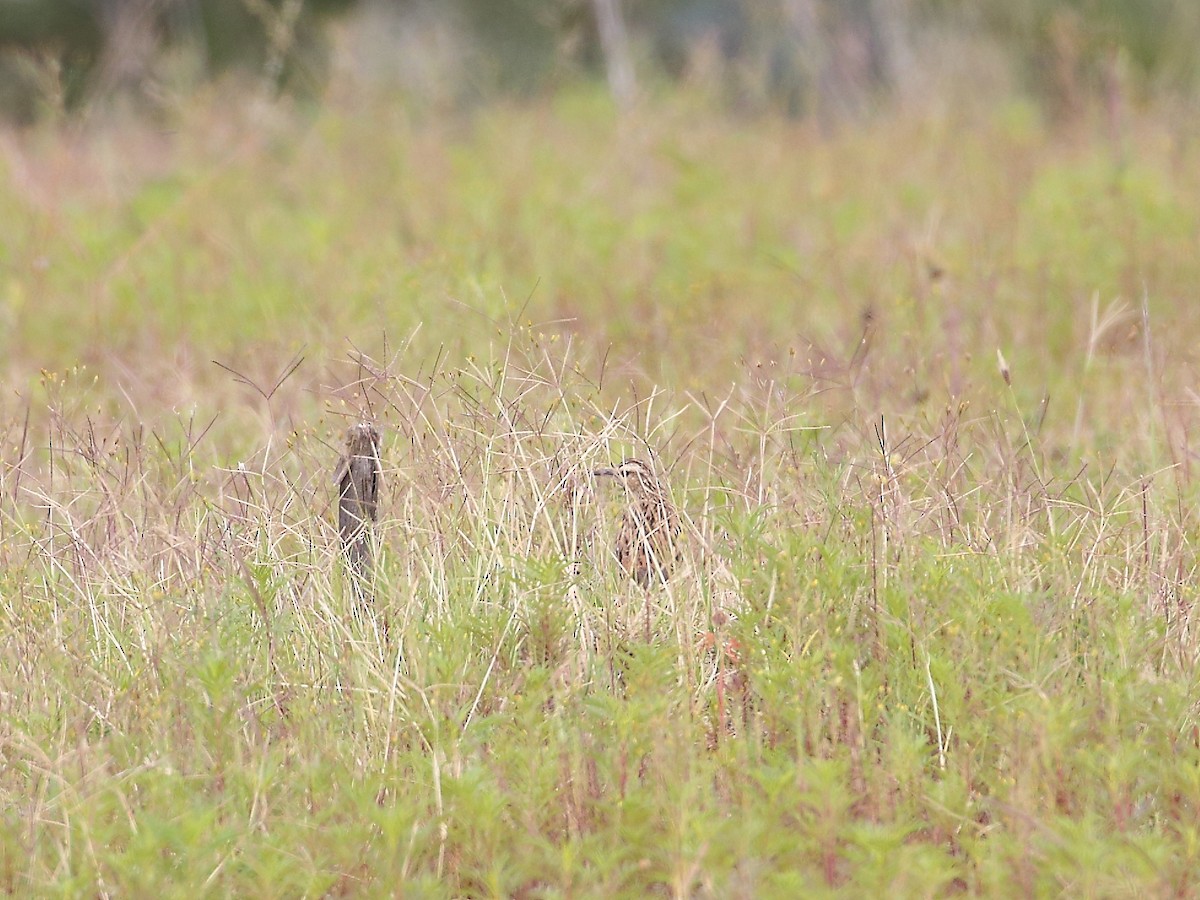 Short-clawed Lark - ML619732587