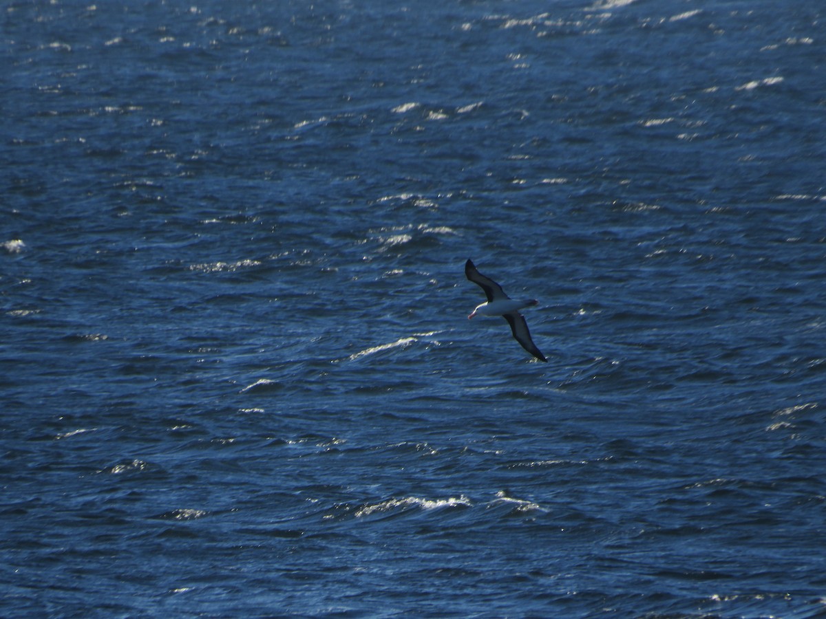 Black-browed Albatross - Andrea Vergara Diaz