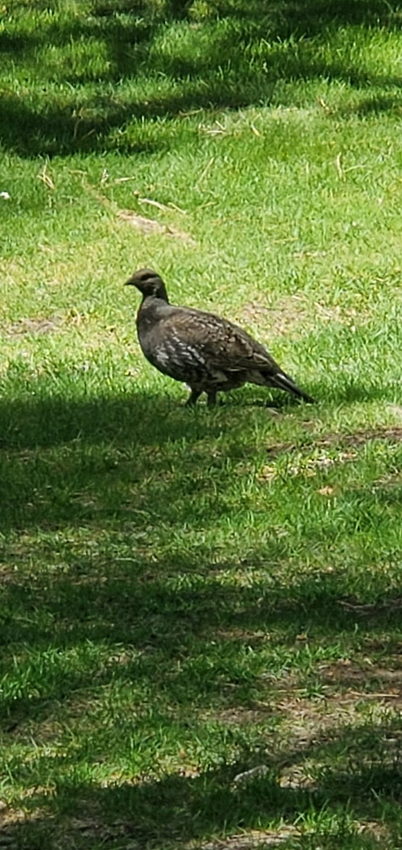 Dusky Grouse - ML619732618