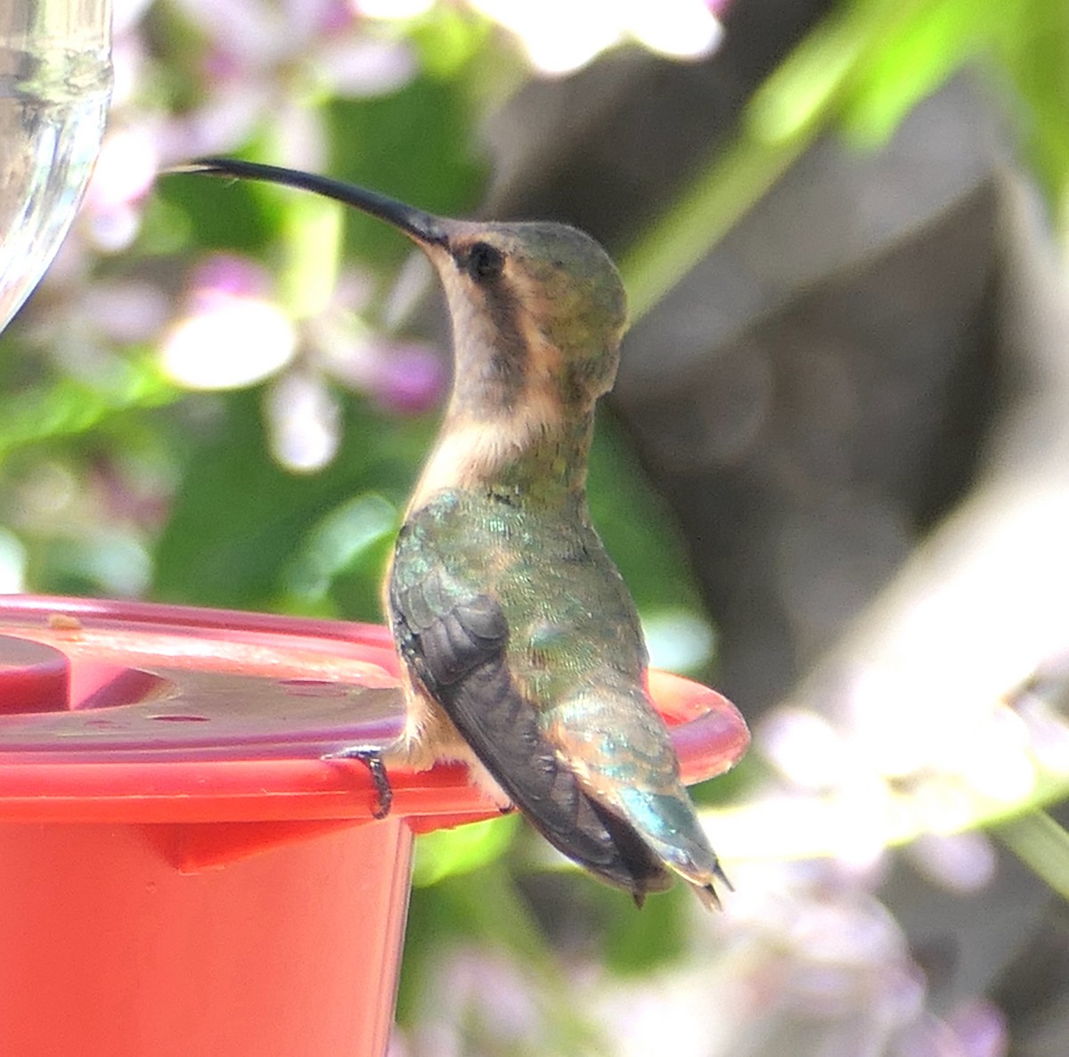 Lucifer Hummingbird - ML619732623