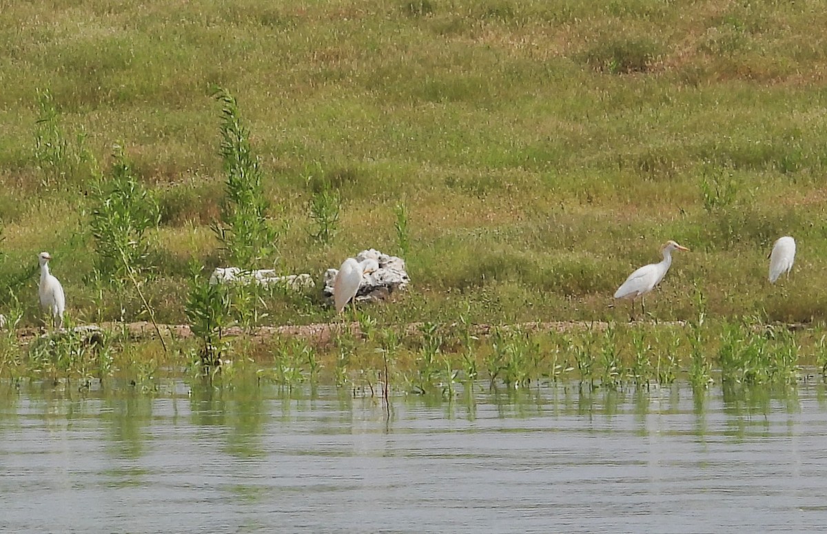 Western Cattle Egret - ML619732657