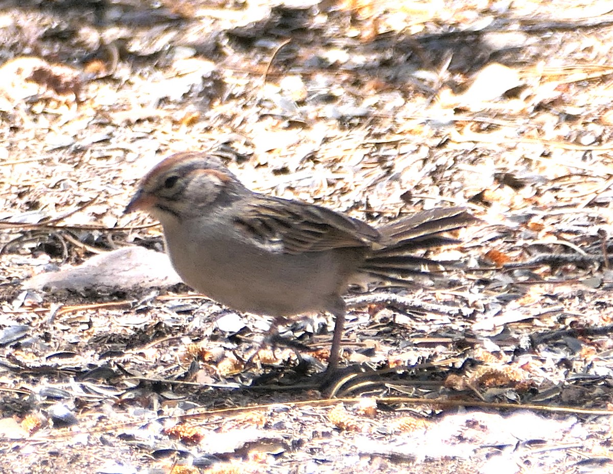 Rufous-winged Sparrow - ML619732658