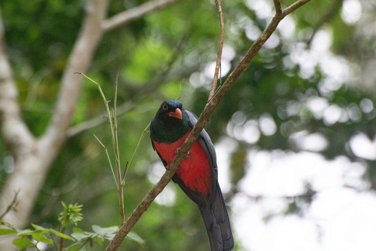 Slaty-tailed Trogon - ML619732672