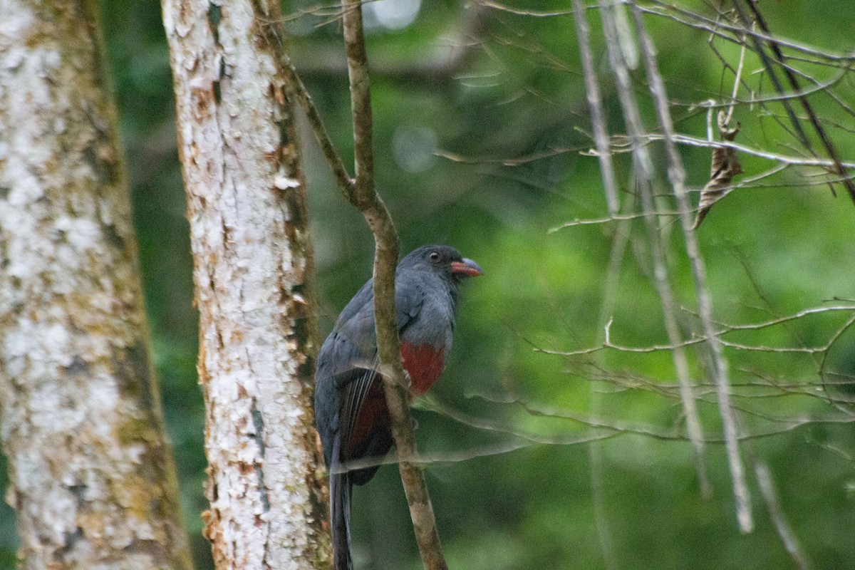 Gri Kuyruklu Trogon - ML619732677