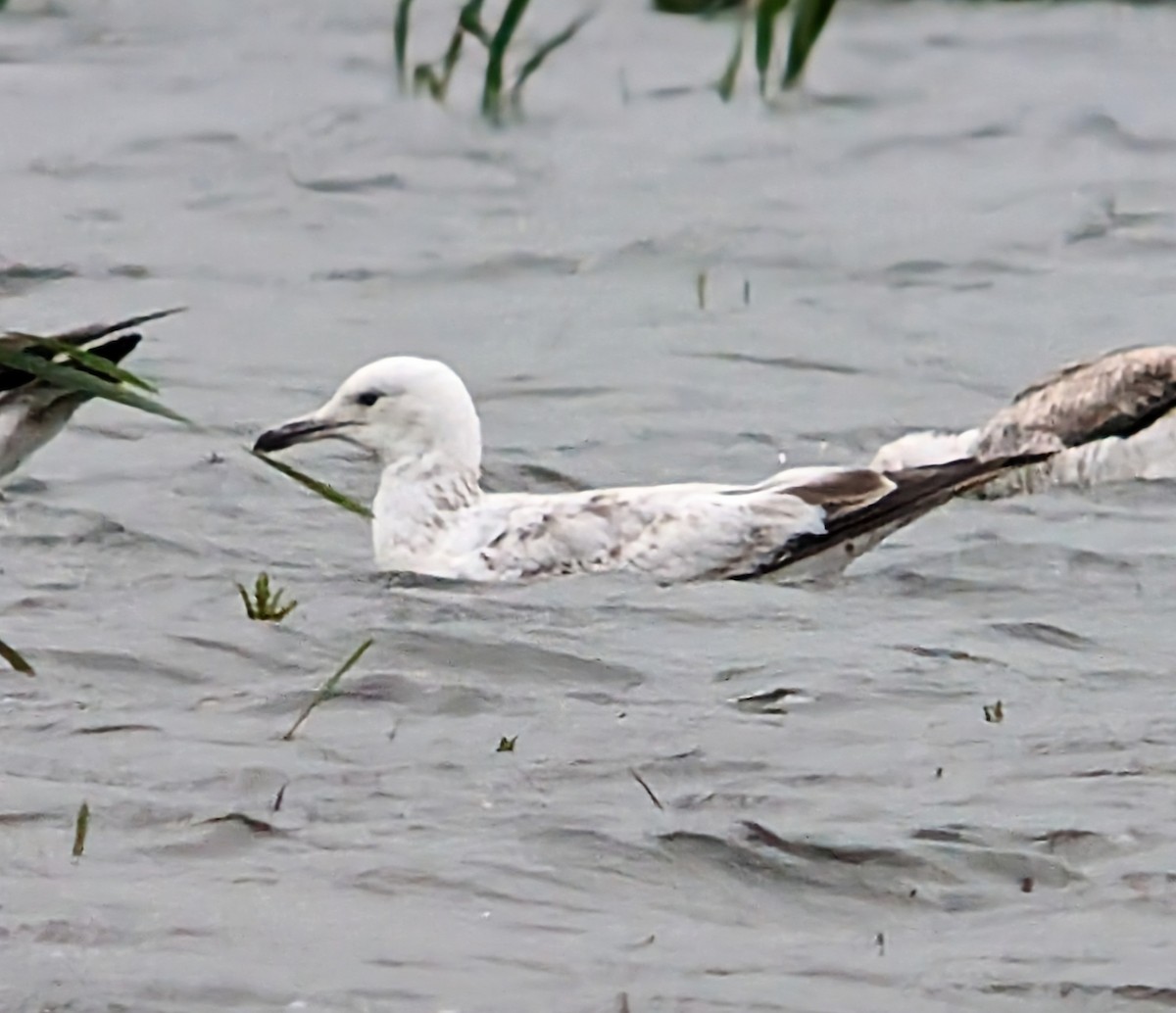 Caspian Gull - ML619732679