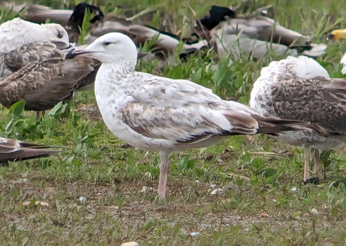 Caspian Gull - ML619732681