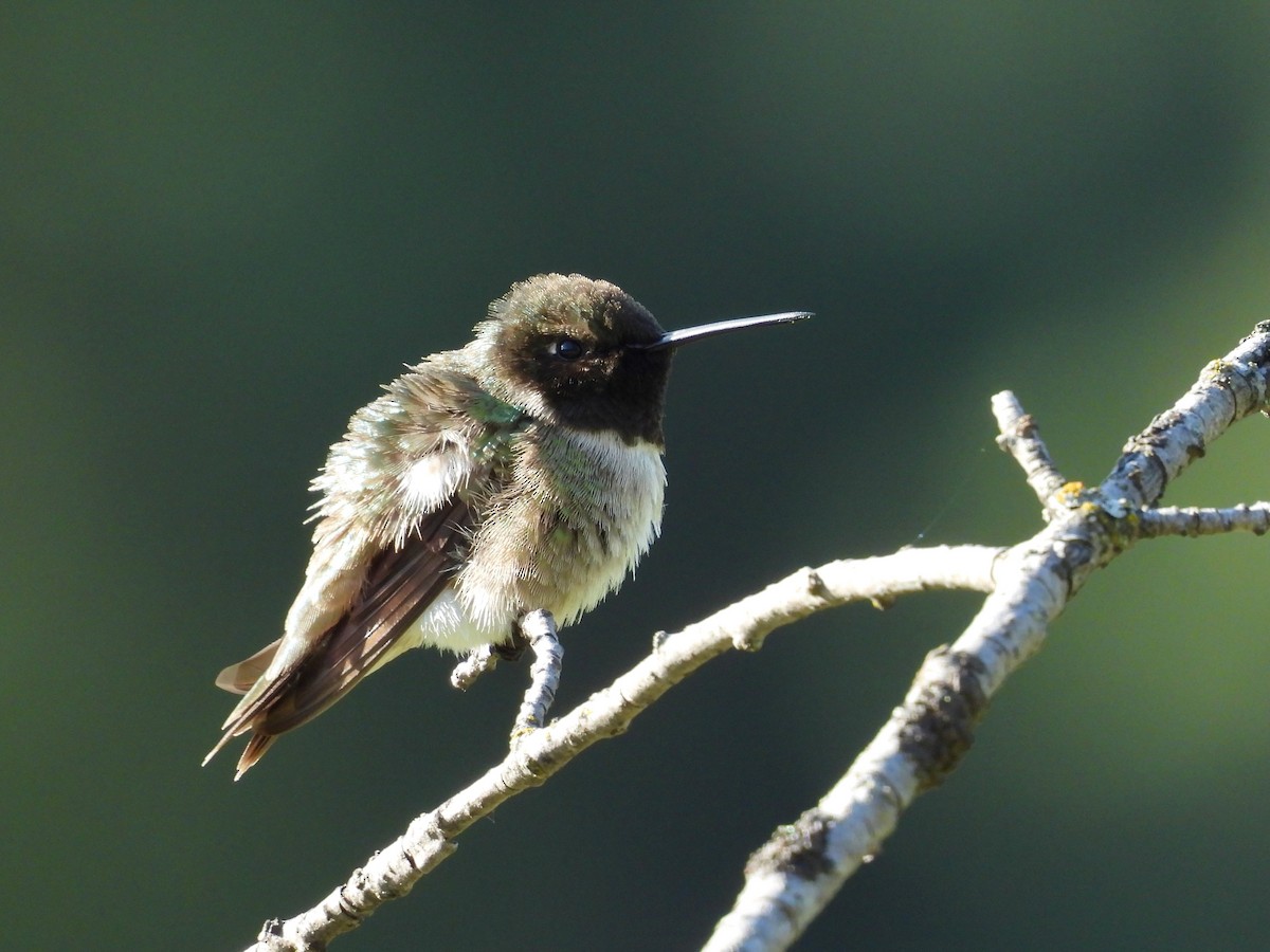 Black-chinned Hummingbird - ML619732708