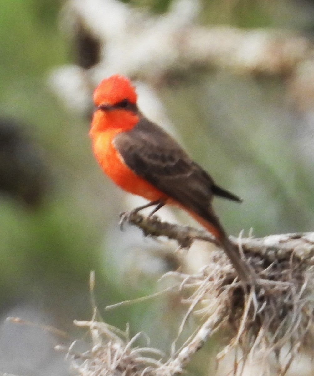 Vermilion Flycatcher - ML619732712