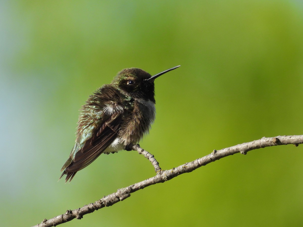 Black-chinned Hummingbird - ML619732716