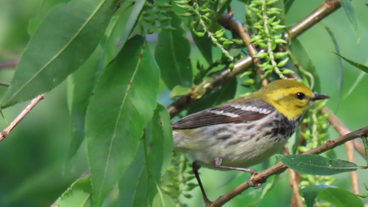 Black-throated Green Warbler - Barb lindenmuth