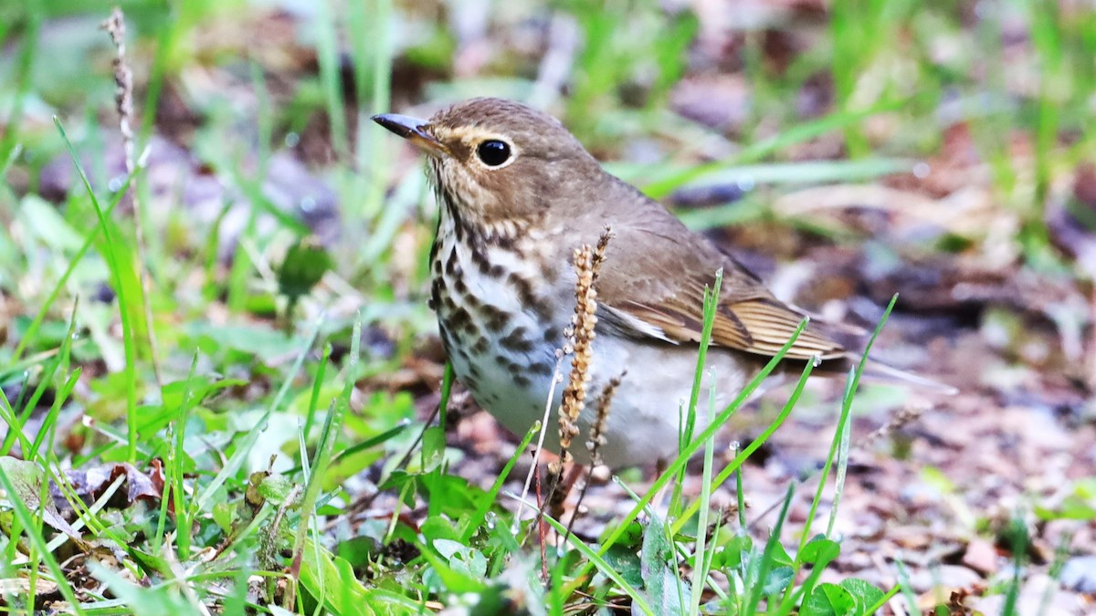 Swainson's Thrush - ML619732742