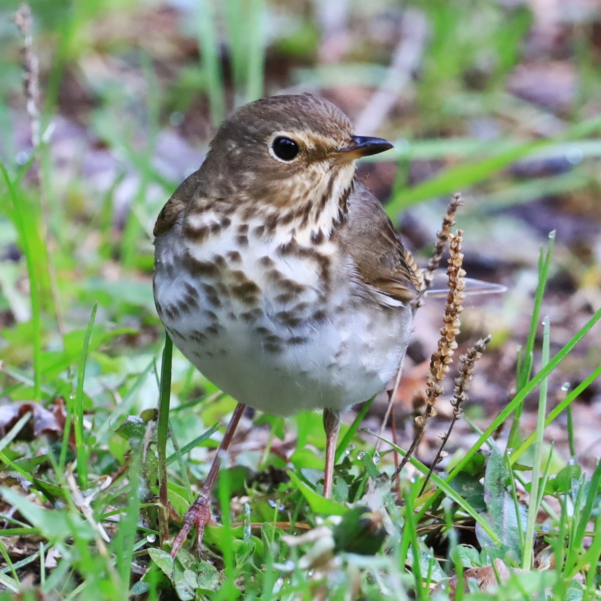 Swainson's Thrush - ML619732743