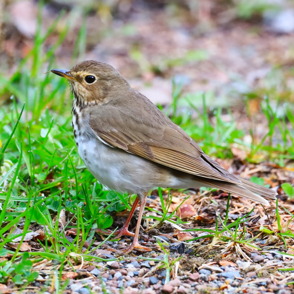 Swainson's Thrush - ML619732744