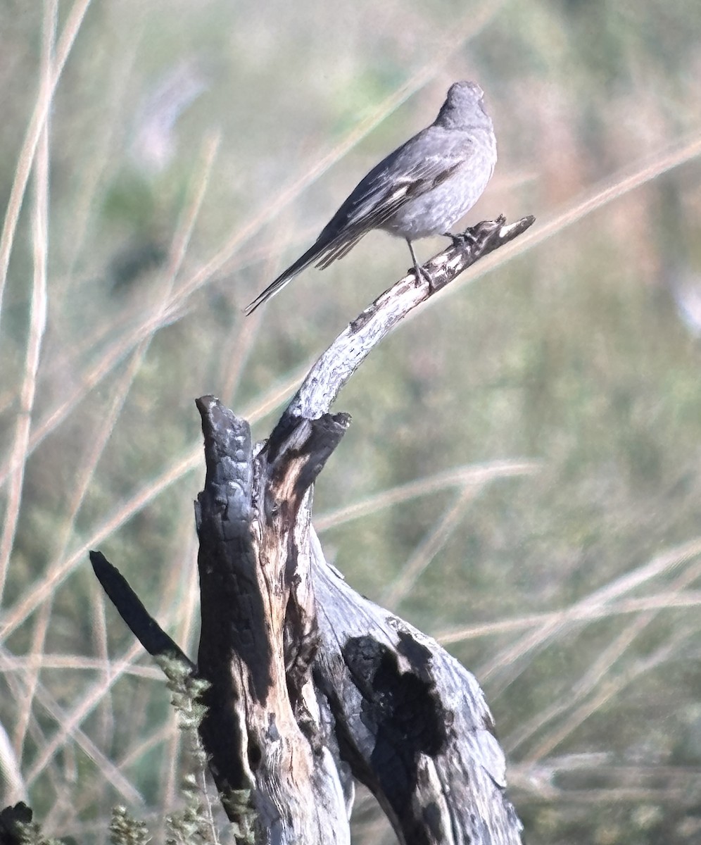 Townsend's Solitaire - ML619732761