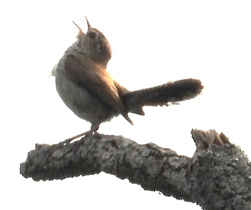 Bewick's Wren - ML619732785