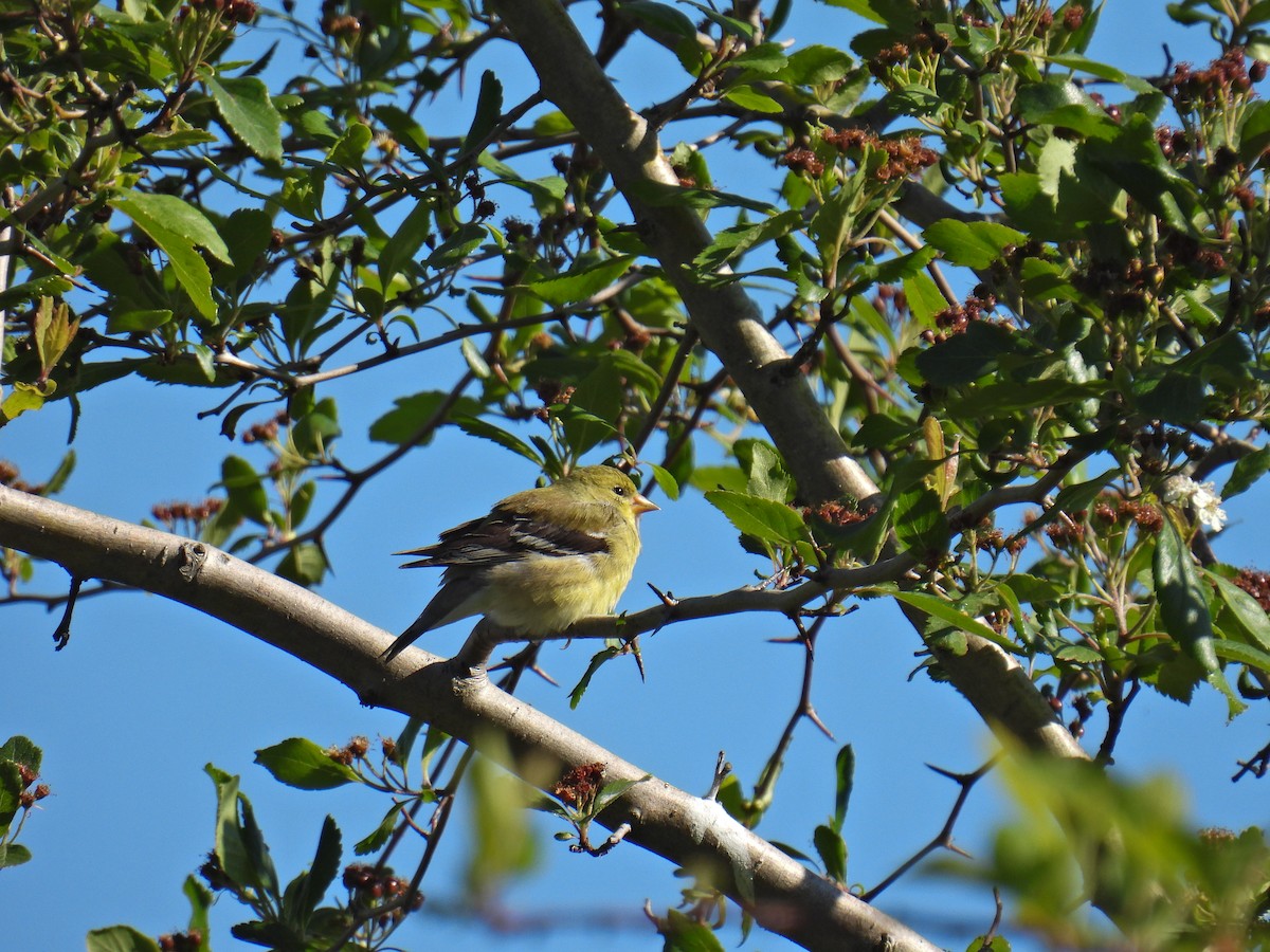 American Goldfinch - ML619732786