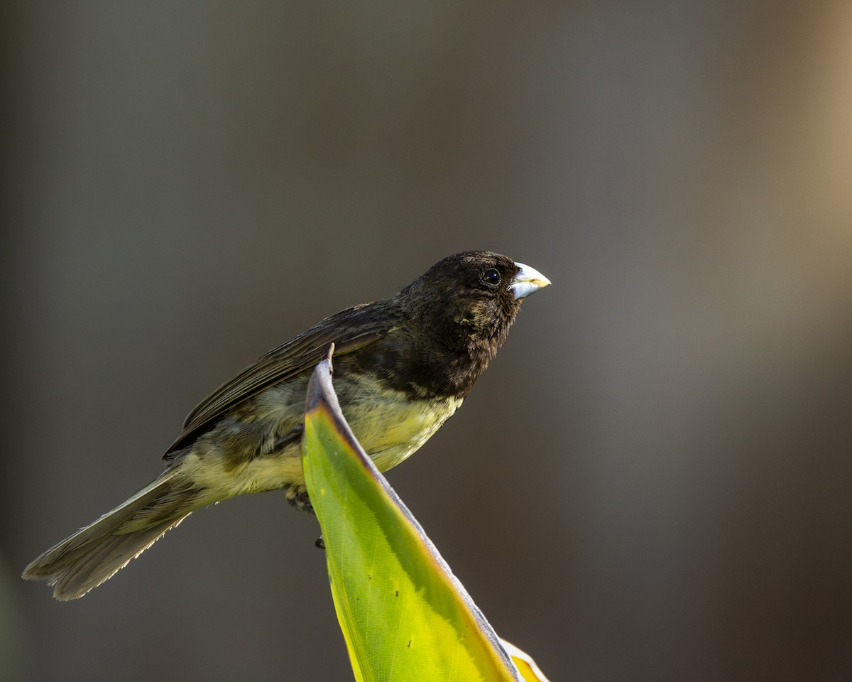 Yellow-bellied Seedeater - ML619732810