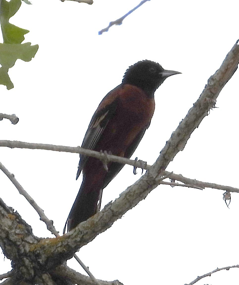 Orchard Oriole - ML619732830