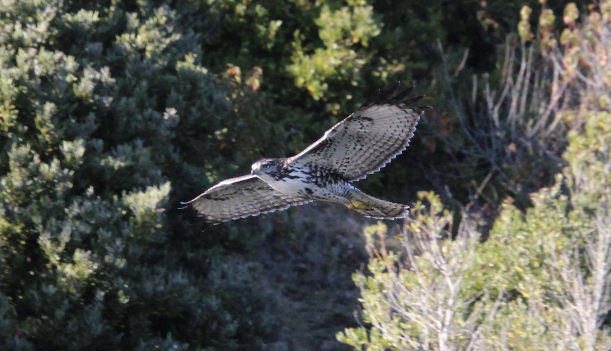 Rufous-tailed Hawk - ML619732835