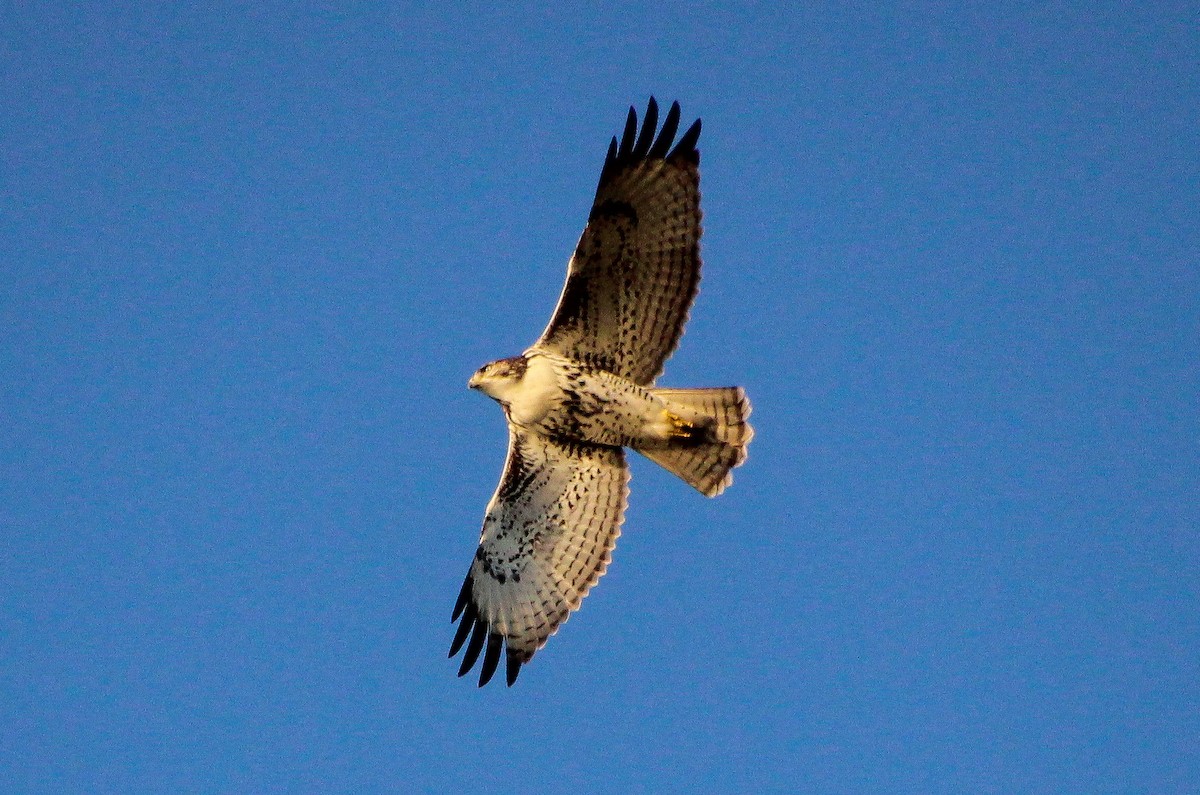 Rufous-tailed Hawk - ML619732836