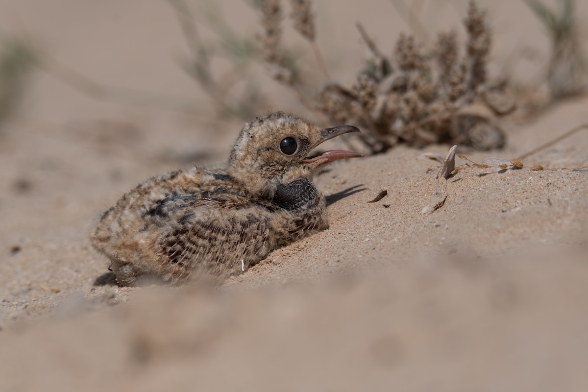 Cream-colored Courser - ML619732875