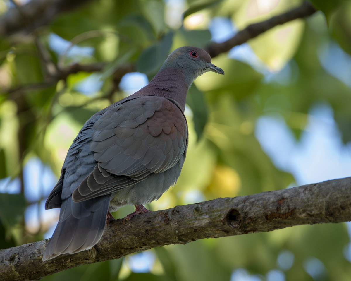 Pale-vented Pigeon - ML619732879